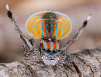 [ẢNH] Những loài vật có màu sắc độc lạ mà bạn không ngờ tới