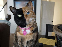 [ẢNH] Những loài vật có màu sắc độc lạ mà bạn không ngờ tới