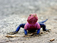 [ẢNH] Những loài vật có màu sắc độc lạ mà bạn không ngờ tới