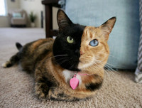 [ẢNH] Những loài vật có màu sắc độc lạ mà bạn không ngờ tới