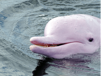 [ẢNH] Những loài vật có màu sắc độc lạ mà bạn không ngờ tới