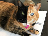 [ẢNH] Những loài vật có màu sắc độc lạ mà bạn không ngờ tới