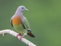 [ẢNH] Những loài vật có màu sắc độc lạ mà bạn không ngờ tới