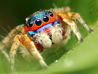 [ẢNH] Những loài vật có màu sắc độc lạ mà bạn không ngờ tới