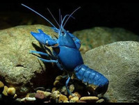 [ẢNH] Những loài vật có màu sắc độc lạ mà bạn không ngờ tới