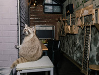 [ẢNH] Những quán cà phê thú cưng hút khách trên thế giới