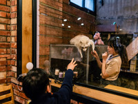 [ẢNH] Những quán cà phê thú cưng hút khách trên thế giới