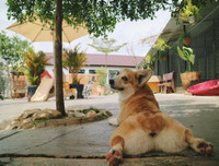 [ẢNH] Những quán cà phê thú cưng hút khách trên thế giới