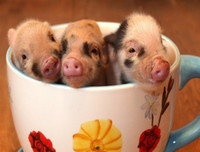 [ẢNH] Những quán cà phê thú cưng hút khách trên thế giới