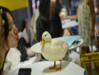 [ẢNH] Những quán cà phê thú cưng hút khách trên thế giới