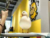 [ẢNH] Những quán cà phê thú cưng hút khách trên thế giới