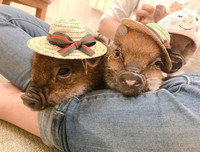 [ẢNH] Những quán cà phê thú cưng hút khách trên thế giới