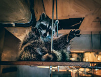 [ẢNH] Những quán cà phê thú cưng hút khách trên thế giới