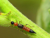 [ẢNH] Mẹo xử lý ban đầu khi bị côn trùng cắn