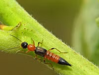 [ẢNH] Mẹo xử lý ban đầu khi bị côn trùng cắn