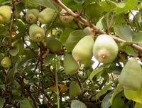 [ẢNH] Bất ngờ với công dụng sức khỏe của những loài cây mang tên động vật