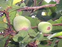 [ẢNH] Bất ngờ với công dụng sức khỏe của những loài cây mang tên động vật