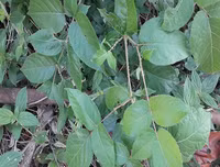 [ẢNH] Bất ngờ với công dụng sức khỏe của những loài cây mang tên động vật