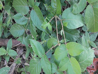 [ẢNH] Bất ngờ với công dụng sức khỏe của những loài cây mang tên động vật