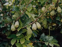 [ẢNH] Bất ngờ với công dụng sức khỏe của những loài cây mang tên động vật