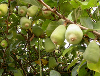 [ẢNH] Bất ngờ với công dụng sức khỏe của những loài cây mang tên động vật