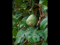 [ẢNH] Bất ngờ với công dụng sức khỏe của những loài cây mang tên động vật