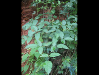 [ẢNH] Bất ngờ với công dụng sức khỏe của những loài cây mang tên động vật