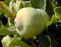 [ẢNH] Bất ngờ với công dụng sức khỏe của những loài cây mang tên động vật