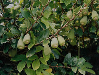 [ẢNH] Bất ngờ với công dụng sức khỏe của những loài cây mang tên động vật