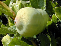 [ẢNH] Bất ngờ với công dụng sức khỏe của những loài cây mang tên động vật