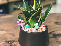 [ẢNH] 11 loại cây lọc không khí tốt nhất để nhà bạn luôn xanh sạch