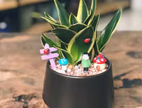 [ẢNH] 11 loại cây lọc không khí tốt nhất để nhà bạn luôn xanh sạch