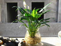 [ẢNH] 11 loại cây lọc không khí tốt nhất để nhà bạn luôn xanh sạch