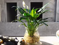 [ẢNH] 11 loại cây lọc không khí tốt nhất để nhà bạn luôn xanh sạch