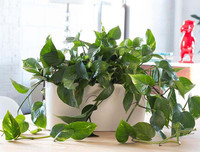 [ẢNH] 11 loại cây lọc không khí tốt nhất để nhà bạn luôn xanh sạch