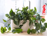 [ẢNH] 11 loại cây lọc không khí tốt nhất để nhà bạn luôn xanh sạch