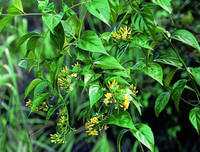 [ẢNH] Điểm mặt 10 