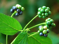 [ẢNH] Điểm mặt 10 