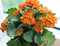 [ẢNH] 11 loại cây lọc không khí tốt nhất để nhà bạn luôn xanh sạch