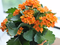 [ẢNH] 11 loại cây lọc không khí tốt nhất để nhà bạn luôn xanh sạch