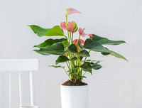 [ẢNH] 11 loại cây lọc không khí tốt nhất để nhà bạn luôn xanh sạch