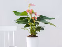 [ẢNH] 11 loại cây lọc không khí tốt nhất để nhà bạn luôn xanh sạch