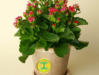 [ẢNH] 11 loại cây lọc không khí tốt nhất để nhà bạn luôn xanh sạch