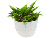 [ẢNH] 11 loại cây lọc không khí tốt nhất để nhà bạn luôn xanh sạch