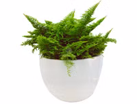 [ẢNH] 11 loại cây lọc không khí tốt nhất để nhà bạn luôn xanh sạch