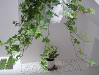 [ẢNH] 11 loại cây lọc không khí tốt nhất để nhà bạn luôn xanh sạch