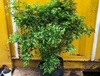 [ẢNH] 11 loại cây lọc không khí tốt nhất để nhà bạn luôn xanh sạch