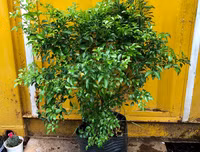 [ẢNH] 11 loại cây lọc không khí tốt nhất để nhà bạn luôn xanh sạch