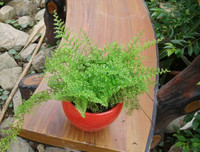 [ẢNH] 11 loại cây lọc không khí tốt nhất để nhà bạn luôn xanh sạch