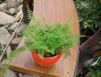 [ẢNH] 11 loại cây lọc không khí tốt nhất để nhà bạn luôn xanh sạch